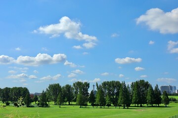 Fototapeta premium 緑の野原と青い空 川口市荒川河川敷