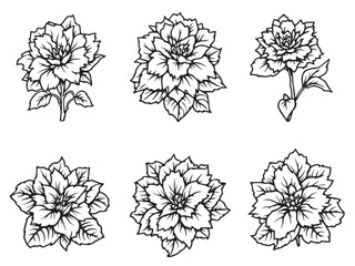 begonia simple line design