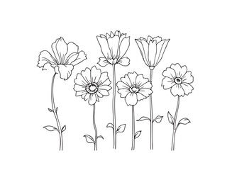 bellflower botanical sketch