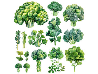 Collection of fresh green broccoli florets and stems isolated on transparent background