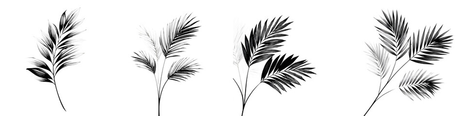 Obraz premium Black and White Palm Fronds: Minimalist Graphic Illustration on White