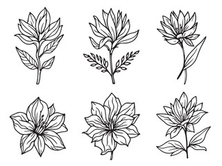 bird of paradise line sketch