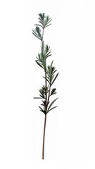 Obraz premium Aesthetic flowers art illustration plant.