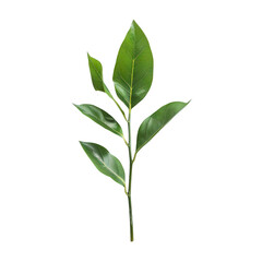 Fototapeta premium Close-up of vibrant green leaves on stem