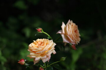 花の女王