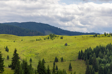 Landscape with a mountain pasture among fir trees. A meadow with green grass on the slope of a...