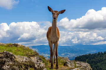 Close-up of a female deer on a mountain peak