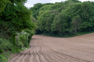 agriculture et lignes des sillons dans un champ entouré de forêt