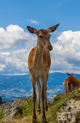 A female Cervus elaphus looking from a mountain ridge