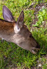 Close-up of the head of a grazing female deer