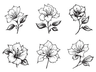 bougainvillea flower simple line drawing