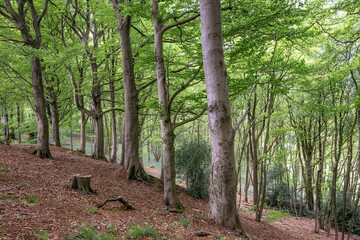 Arbres dans le forêt du Mont des Cats