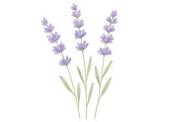 Naklejka premium Watercolor painting of lavender flowers on transparent background, perfect for design projects