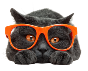 Black cat wearing oversized orange pumpkin glasses, lying down with paws forward, playful and cute expression, Halloween theme, isolated on transparency background