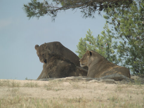 Savannah Queens - Powered by Adobe