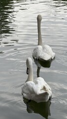  Elegant White Swans Gliding