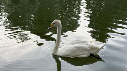 Fototapeta premium elegant white swan gliding on rippling green water in natural light for nature blog or wildlife editorial use