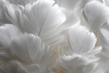 Close Up View Of Decorative White Feathers