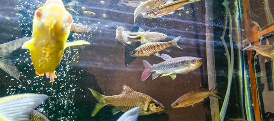 fish in aquarium