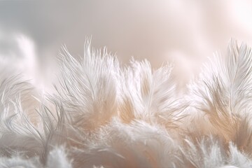 Close Up Of Soft White Feathers