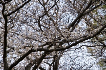 Scenery of pink cherry blossoms in spring