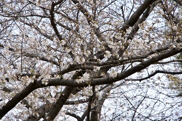 Cherry Blossoms and Branches Landscape