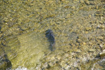 Clean water and carp in the Yoro River