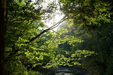 The Yoro River in the evening and fresh greenery bathed in light