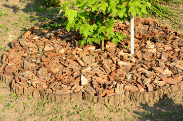 Pine bark mulch covers the root zone under a young tree. Mulch helps plants conserve water by...