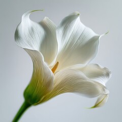 Elegant White Calla Lily Close Up