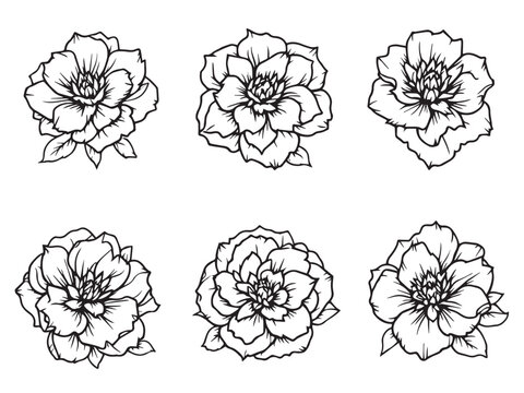 camellia botanical vector sketch