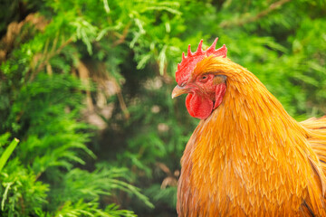 Close-up of a red rooster with vibrant feathers standing near green bushes on a sunny day