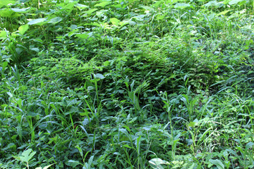 Green grasses in natural forest background.
