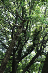 Trees in natural forest. Tree branches with fresh green leaves in early summer background.