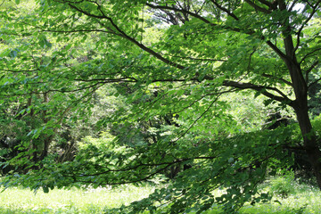 Trees in natural summer forest background. Trees with fresh green leaves in a sunny day. Green grasses and wildflowers on the ground. 