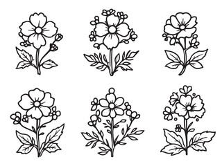 candytuft vector contour drawing