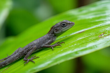 Fototapeta premium Detailed guide to identifying various reptile feces in a tropical habitat to enhance eco-awareness.