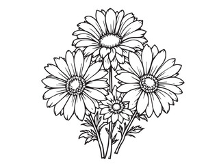 cape daisy flower line art