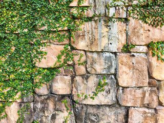 Textured stone wall adorned with vibrant green ivy creates a natural backdrop for artistic expressions and creative designs