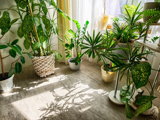 Indoor garden with a variety of plants basking in sunlight on a warm afternoon