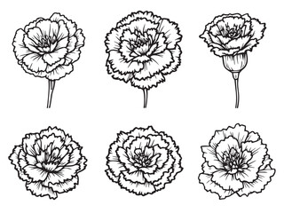 carnation floral vector art