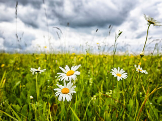 Wildflowers bloom in a vast green field under an overcast sky in springtime