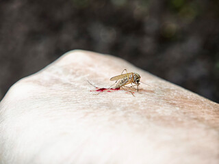 Close-up of a mosquito feeding on blood from a human arm in natural surroundings during daytime