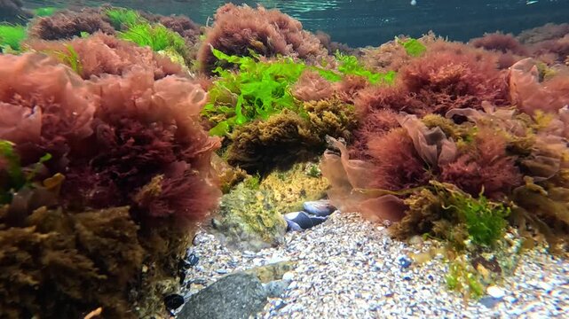 Macro Algae in the Black Sea, red and green algae (Porphyra, Enteromorpha, Ceramium, Scytosiphon)
