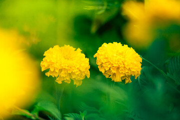 Close up Beautiful yellow marigolds flower