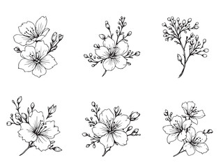 cherry blossom botanical outline