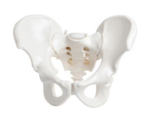 Human hip bone (pelvis), isolated on white, for anatomical, medical, and scientific illustration.