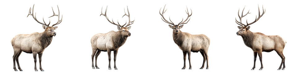 Obraz premium Set of Four Majestic Elk Bulls Isolated on White Background. Wildlife Photography.