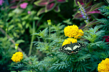 butterfly on yellow marigolds flower