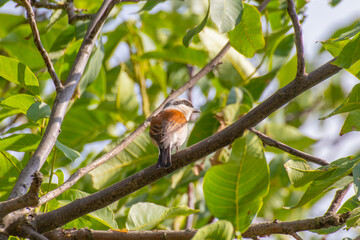 Red-Backed Shrike Perched on Tree Branch in Summer Foliage